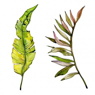 Tropikal Hawaii ağaç izole bir suluboya tarzında yaprak..