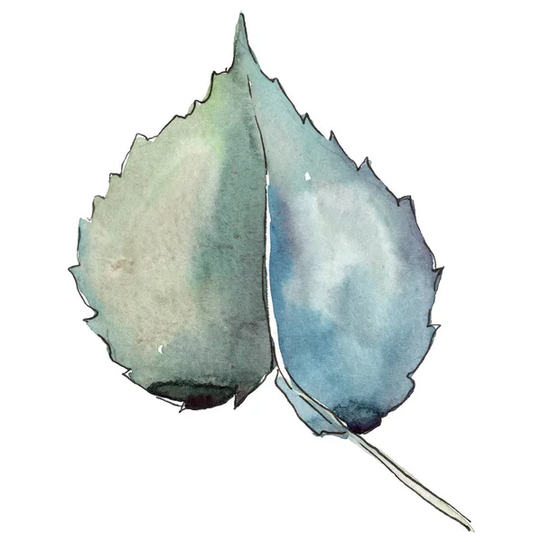 Linden leaves in a watercolor style isolated. — Stock Photo, Image