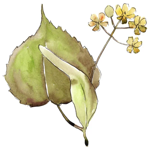 Ihlamur yaprakları izole bir suluboya tarzında.