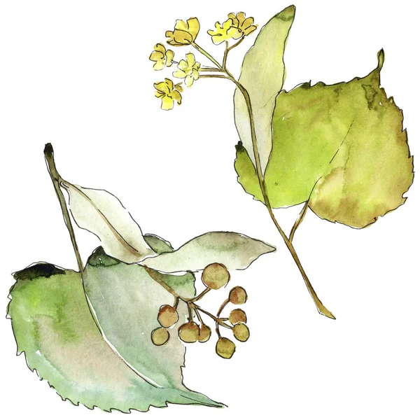 Folhas de tília em um estilo aquarela isolado . — Fotografia de Stock