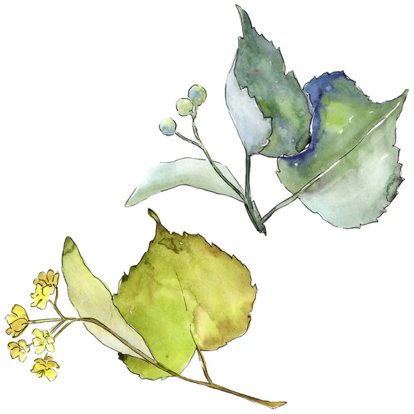 Ihlamur yaprakları izole bir suluboya tarzında.