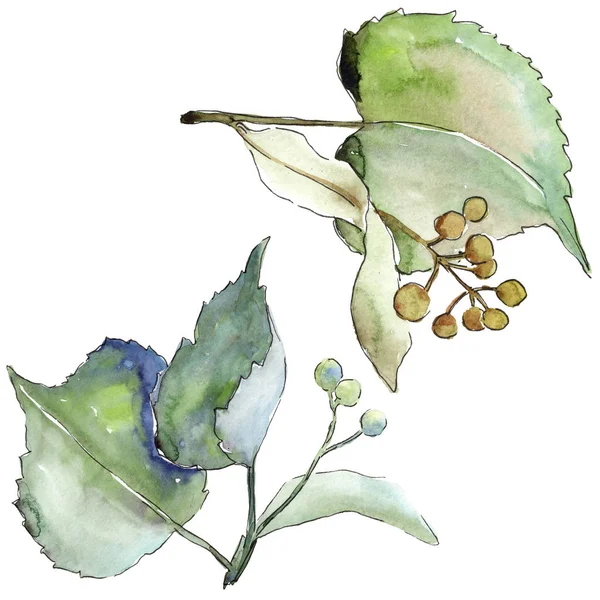 分離された水彩画のリンデンの葉. — ストック写真