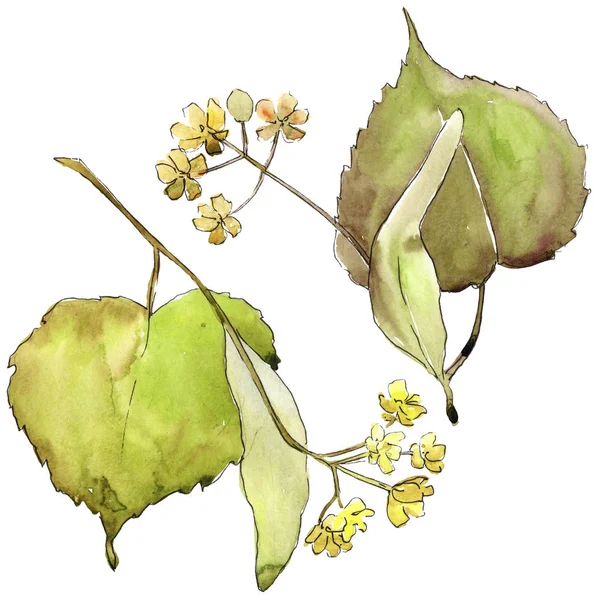 Linden leaves in a watercolor style isolated. — Stock Photo, Image