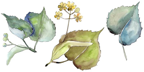 Linden leaves in a watercolor style isolated. — Stock Photo, Image