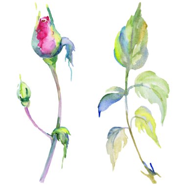 Kır çiçeği gül çiçek izole bir suluboya tarzında.