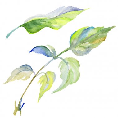 Kır çiçeği gül çiçek izole bir suluboya tarzında.