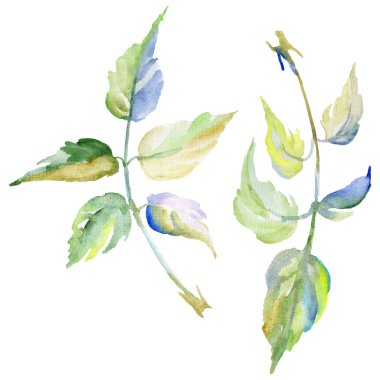 Kır çiçeği gül çiçek izole bir suluboya tarzında.