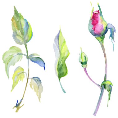 Kır çiçeği gül çiçek izole bir suluboya tarzında.