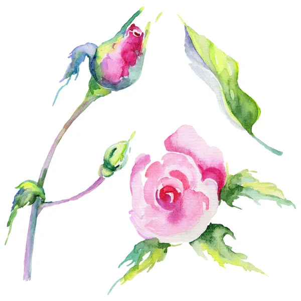 Fiore di rosa selvatica in uno stile di acquerello isolato . — Foto Stock