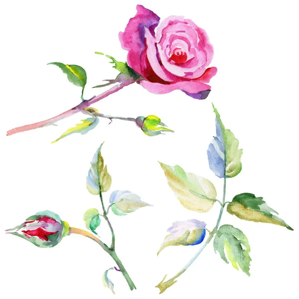 Wildflower rose flower in a watercolor style isolated. — Stock Photo, Image