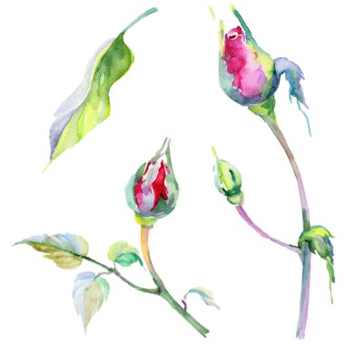 Kır çiçeği gül çiçek izole bir suluboya tarzında.