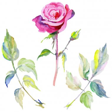 Kır çiçeği gül çiçek izole bir suluboya tarzında.