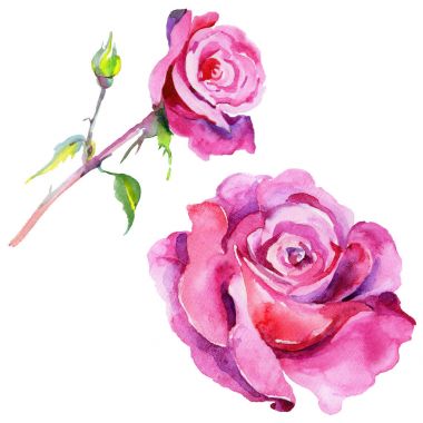 Kır çiçeği gül çiçek izole bir suluboya tarzında.