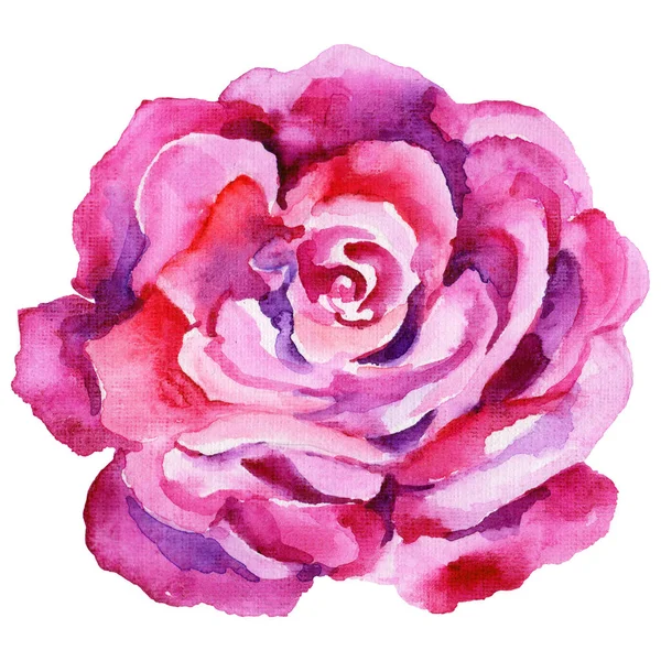 Flor silvestre rosa flor en un estilo de acuarela aislado . —  Fotos de Stock