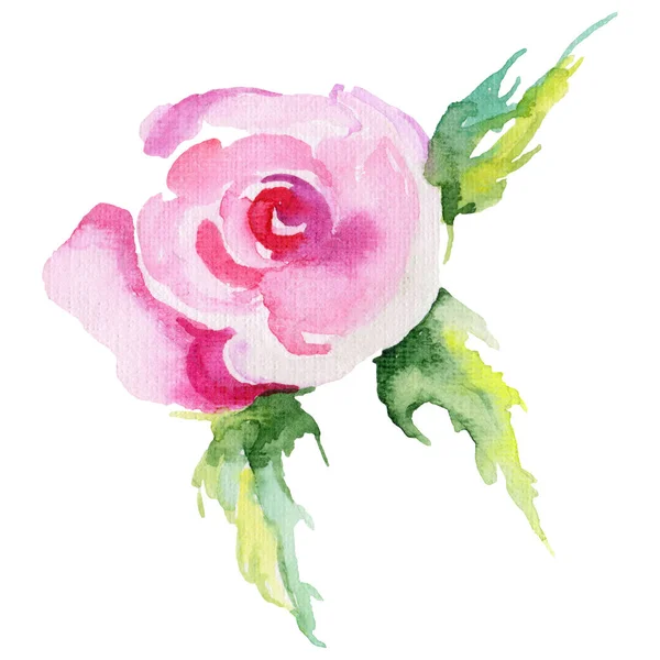 वाइल्डफ्लावर गुलाब फूल एक वाटर कलर शैली में अलग . — स्टॉक फ़ोटो, इमेज
