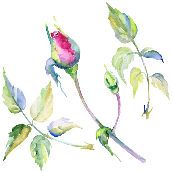 Wildflower rose flower in a watercolor style isolated. — Stock Photo, Image