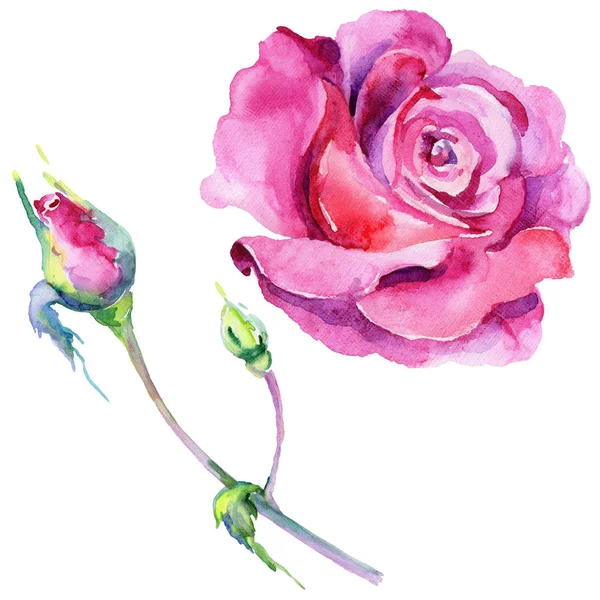 Flor silvestre rosa flor en un estilo de acuarela aislado . — Foto de Stock