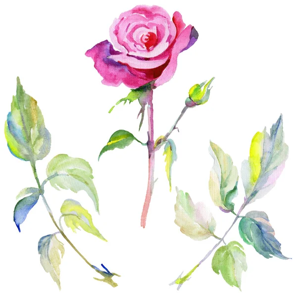 Wildflower rose flower in a watercolor style isolated. — Stock Photo, Image