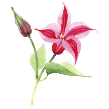 Kırmızı akasma. Botanik çiçek. İzole vahşi bahar yaprak kır çiçeği.