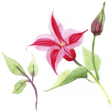 Kırmızı akasma. Botanik çiçek. İzole vahşi bahar yaprak kır çiçeği.