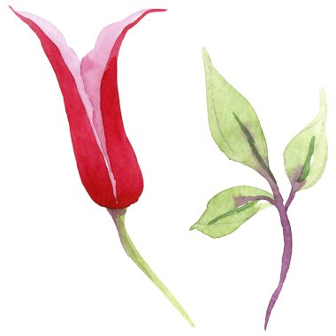 Kırmızı akasma. Botanik çiçek. İzole vahşi bahar yaprak kır çiçeği.