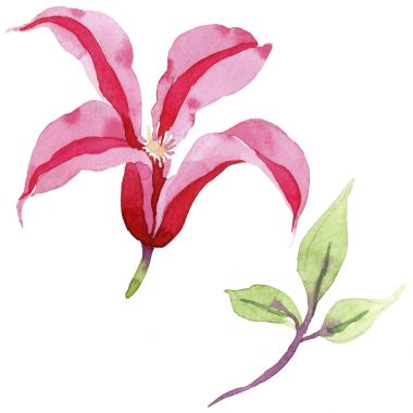 Kırmızı akasma. Botanik çiçek. İzole vahşi bahar yaprak kır çiçeği.