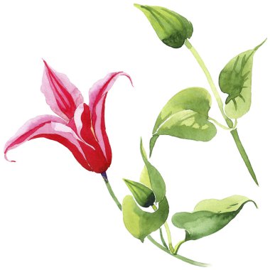 Kırmızı akasma. Botanik çiçek. İzole vahşi bahar yaprak kır çiçeği.