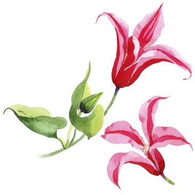 Kırmızı akasma. Botanik çiçek. İzole vahşi bahar yaprak kır çiçeği.