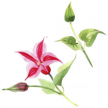 Kırmızı akasma. Botanik çiçek. İzole vahşi bahar yaprak kır çiçeği.