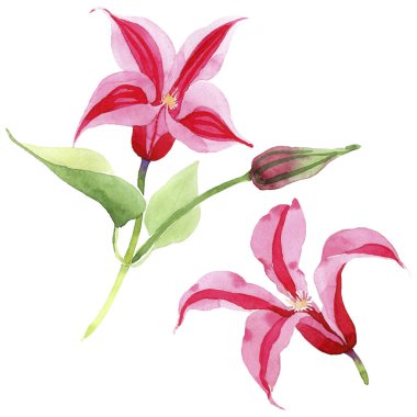 Kırmızı akasma. Botanik çiçek. İzole vahşi bahar yaprak kır çiçeği.