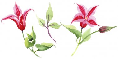 Kırmızı akasma. Botanik çiçek. İzole vahşi bahar yaprak kır çiçeği.