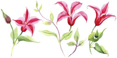 Kırmızı akasma. Botanik çiçek. İzole vahşi bahar yaprak kır çiçeği.