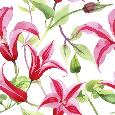 Kırmızı akasma. Botanik çiçek. Vahşi bahar yaprak kır çiçeği deseni.