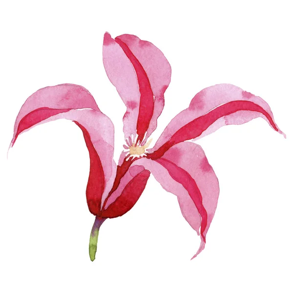 Красный клематис. Цветочный ботанический цветок. Изолированный дикий весенний цветок . — стоковое фото