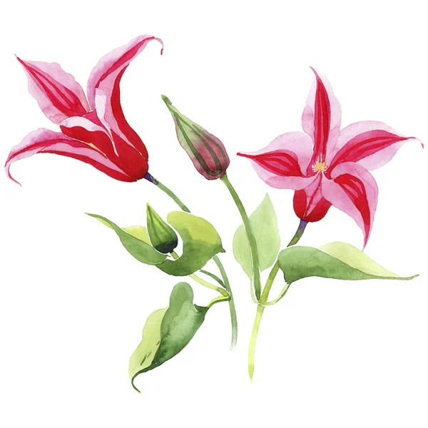 Красный клематис. Цветочный ботанический цветок. Изолированный дикий весенний цветок . — стоковое фото