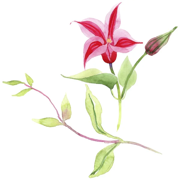 Clematide rossa. Fiore botanico floreale. Foglia selvatica primavera fiore selvatico isolato . — Foto Stock