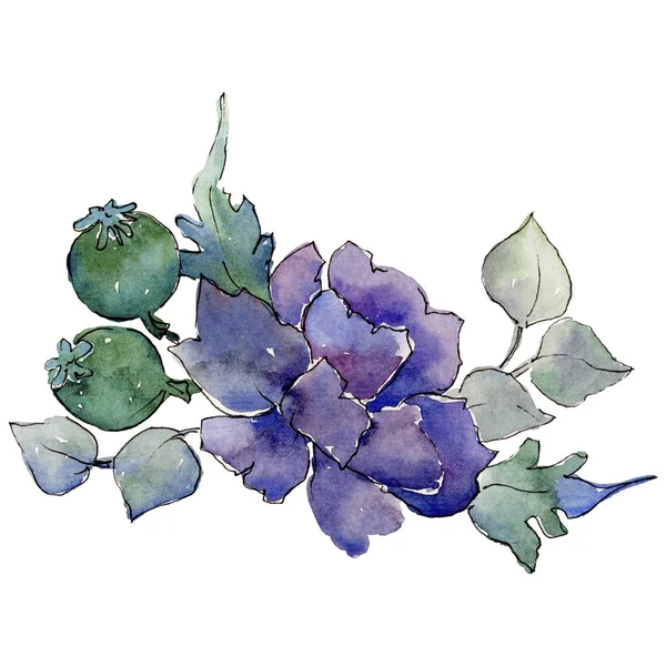 Violet bouquet. Floral botanical flower. Wild spring leaf wildflower isolated. — Stock Photo, Image