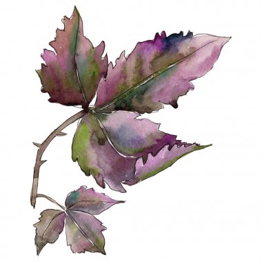 Böğürtlen yaprağı. Yaprak bitki botanik bahçe çiçek yaprakları.