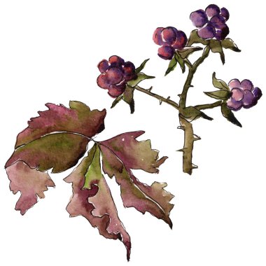 Böğürtlen yaprağı. Yaprak bitki botanik bahçe çiçek yaprakları.