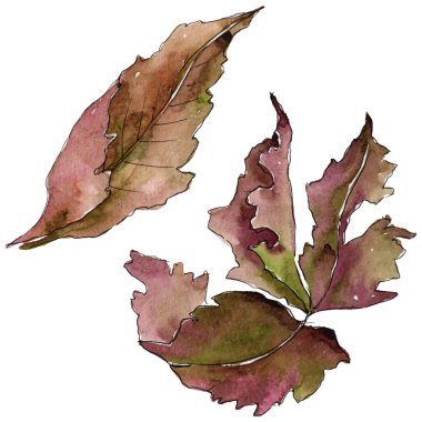 Böğürtlen yaprağı. Yaprak bitki botanik bahçe çiçek yaprakları.