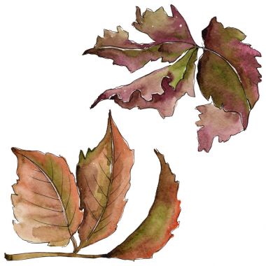 Böğürtlen yaprağı. Yaprak bitki botanik bahçe çiçek yaprakları.