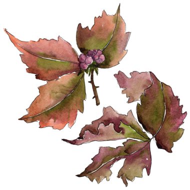 Böğürtlen yaprağı. Yaprak bitki botanik bahçe çiçek yaprakları.