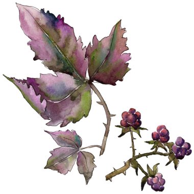 Böğürtlen yaprağı. Yaprak bitki botanik bahçe çiçek yaprakları.