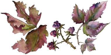 Böğürtlen yaprağı. Yaprak bitki botanik bahçe çiçek yaprakları.