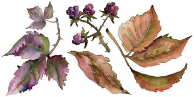 Böğürtlen yaprağı. Yaprak bitki botanik bahçe çiçek yaprakları.