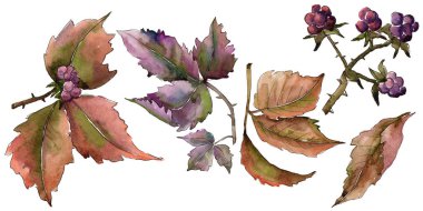 Böğürtlen yaprağı. Yaprak bitki botanik bahçe çiçek yaprakları.