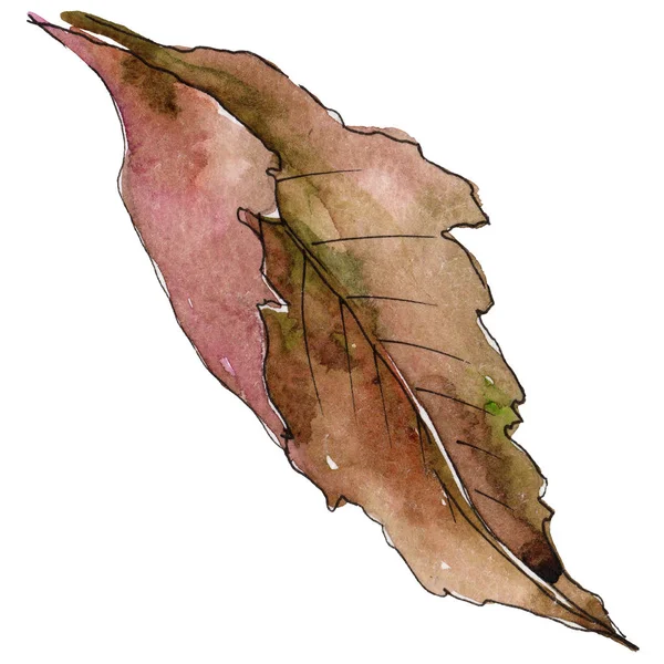 Brombeerblatt. Blatt pflanze botanischer garten blumenblätter. — Stockfoto