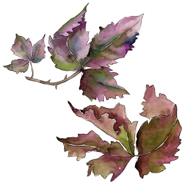 블랙베리의 잎 잎 식물 식물원 꽃 단풍. — 스톡 사진