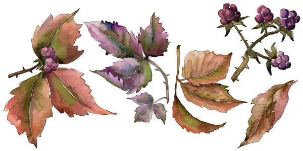 Böğürtlen yaprağı. Yaprak bitki botanik bahçe çiçek yaprakları.