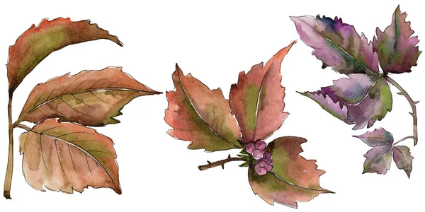 Böğürtlen yaprağı. Yaprak bitki botanik bahçe çiçek yaprakları.